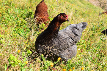hen in the grass