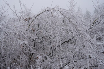 ice covered trees