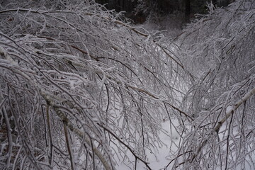 ice covered trees
