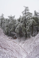 snow covered trees