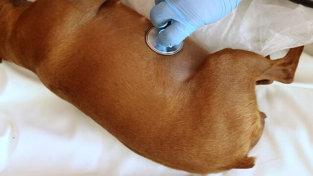 The doctor uses a stethoscope to listen to the heartbeat of puppies in the stomach of a pregnant dog. The dog is at the reception at the vet clinic. Examination by a veterinarian of a pet.