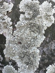 Textura de hongos - Textura de &aacute;rbol - fungus texture on tree - grunge texture