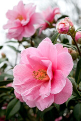 Obraz na płótnie Canvas Pink camellia flowers closeup on shrubbery