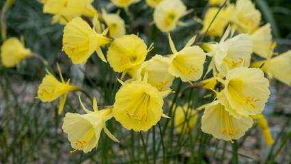 A bunch of wild daffodils on a bright spring morning. The flowers are covered in morning dew. Differential focus on the prominent front flower.