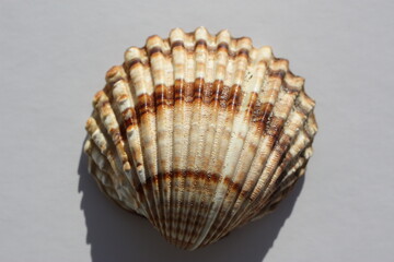 Seashell of bivalve mollusc tuberculate cockle or rough cockle, Moroccan cockle (Acanthocardia tuberculata) on a neutral background. Place of find: Aegean Sea, Greece, Halkidiki