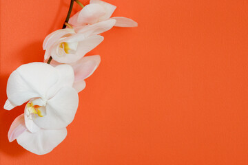 オレンジ色の壁背景の胡蝶蘭 - obrazy, fototapety, plakaty