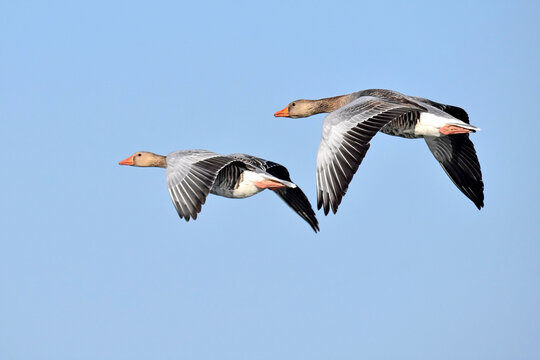 Graug&auml;nse im Flug