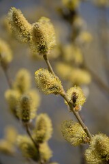Blooming cats on a spring twig.