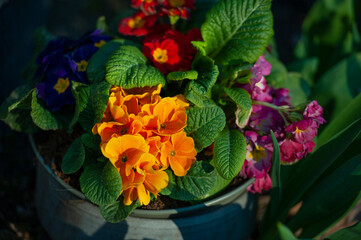 viola tricolor, Pansies in a spring garden