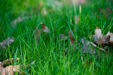 Green grass with dry leaves, Dry leaves on the green grass. 