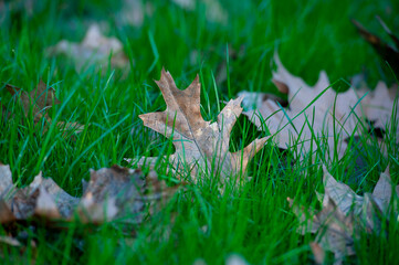 Green grass with dry leaves, Dry leaves on the green grass. 