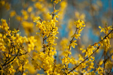 forsythia intermedia, Forsythenbluete, Forsythie, Forsythia, intermedia