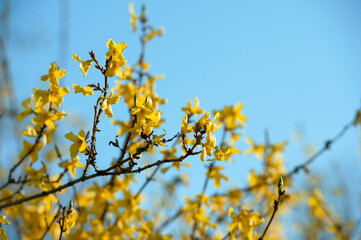 forsythia intermedia, Forsythenbluete, Forsythie, Forsythia, intermedia