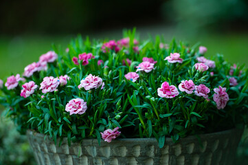 Beautiful multicolored flowers of Turkish carnation growing in a summer sunny garden close-up