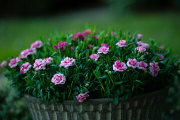 Beautiful multicolored flowers of Turkish carnation growing in a summer sunny garden close-up