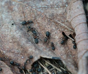 Black ants in an anthill background
