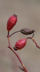 Frozen rosehip fruit after winter
