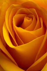 A beautiful close up of a yellow rose in a studio with stunning curves and lines with soft lighting perfect for Wedding or anniversary or valentines 