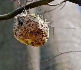 Vogelfutter im Netz am Baum