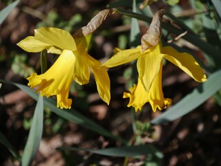 Gelbe Osterglockenblüten