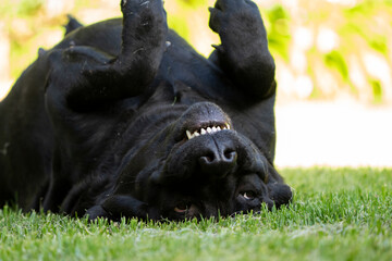 Pet black dog playing on its back on the lawn and scratching its self and making funny noises and...