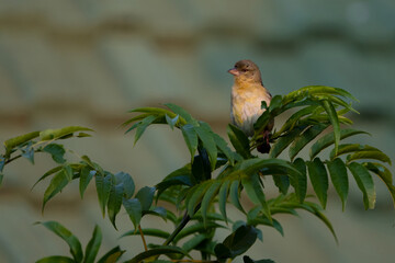 Backyard bird with yellow head taken while sitting on a tuft of lush green leaves with the sun setting