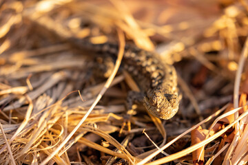 wild lizard walking along in the dry grass