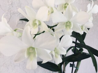 White Dendrobium Orchid Blooms