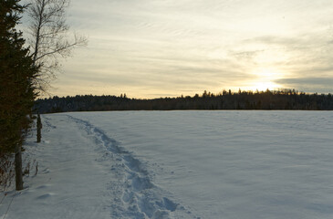 Fresh foot tracks in the snow