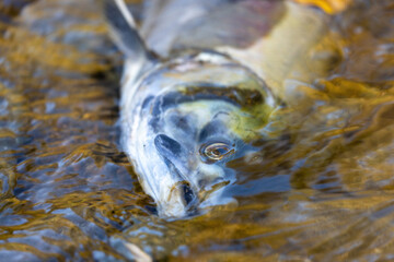 dead fish carcass laying on the bank of a river