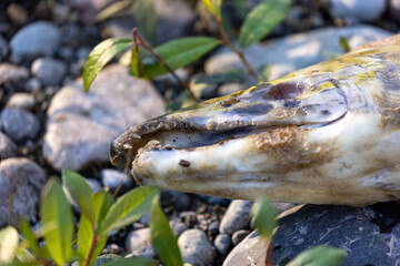 close up of the head of a dead decaying corpse of a salmon