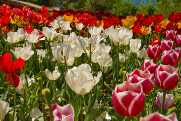 beautiful and colorful tulips with green leaves on the meadow in spring