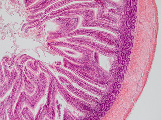 blackbird small intestine cross section under the microscope showing longitudinal muscle, circular muscle, submucosa, mucosa, intestinal villi and lumen - optical microscope x100 magnification