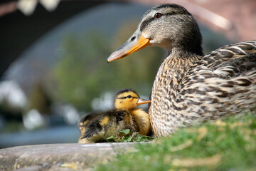 duck and ducklings