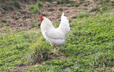 White rooster grazes in the open pasture of the farm. Poultry breeding in agriculture