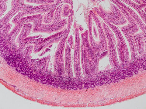 blackbird small intestine cross section under the microscope showing longitudinal muscle, circular muscle, submucosa, mucosa, intestinal villi and lumen - optical microscope x100 magnification