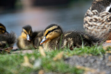 two ducklings