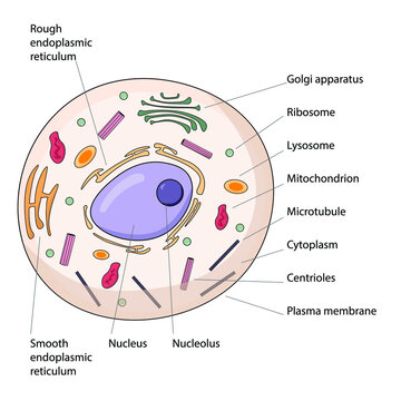 Cell anatomy. The structure of an animal cell, with labeled parts.