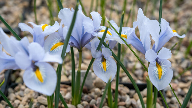 Beautiful Algerian iris flower. Kingdom name is Plantae, Family name is Iridaceae