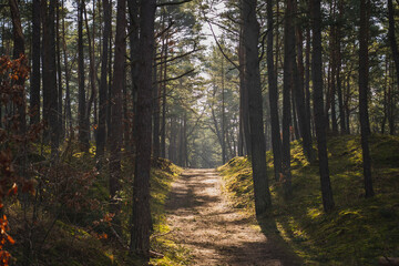 Fototapeta premium A road among pine forest in spring. Gdansk, Poland.