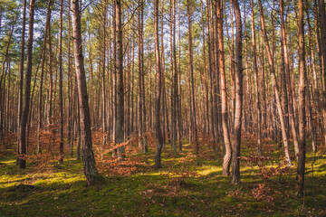 Fototapeta premium Green pine forest background in a sunny day. Poland.