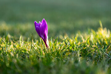 The first spring crocus flower