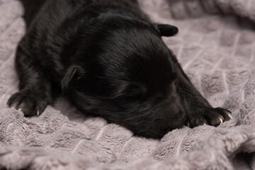 newborn blind puppy with closed eyes lies on a gray plaid