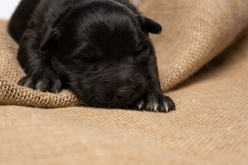 a newborn blind puppy with closed eyes lies on a burlap on a light background