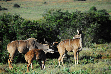Africa- A Kudu Male Scent Checking a Female For Mating Possibility