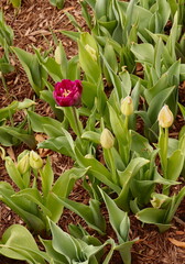 Obraz premium Tulip Garden, Pink and Yellow, Green Leaves