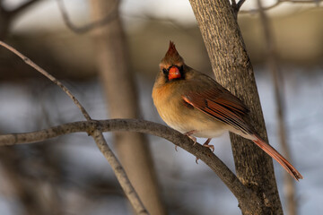 Female Northern Cardinal
