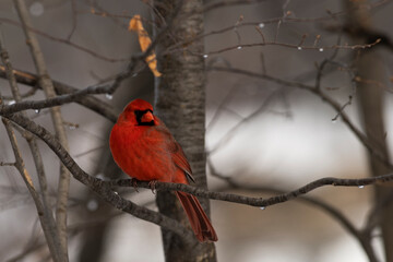 Male Northern Cardinal