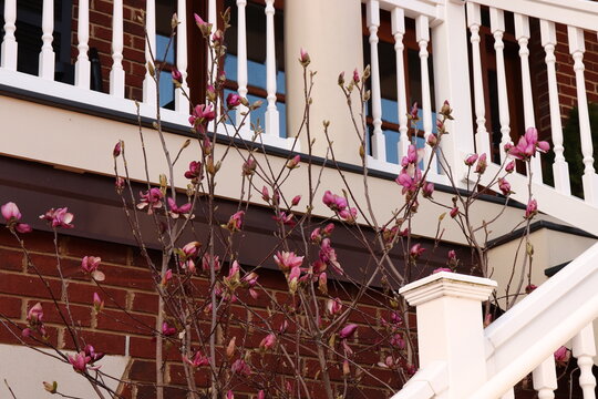 Pink Buds In Early Spring, House Landscaping