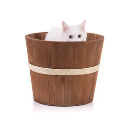 Young maine coon cat in a wooden bucket